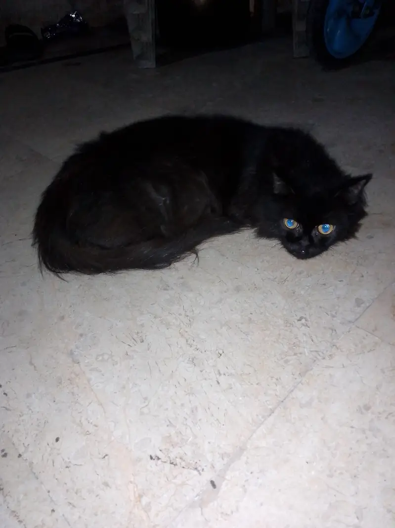 Persian female cat — photo 4