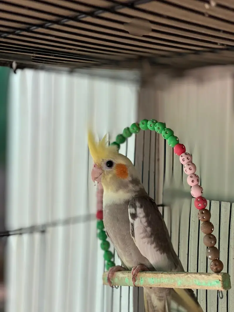 Beautiful cockatiel bird for reasonable price — photo 8