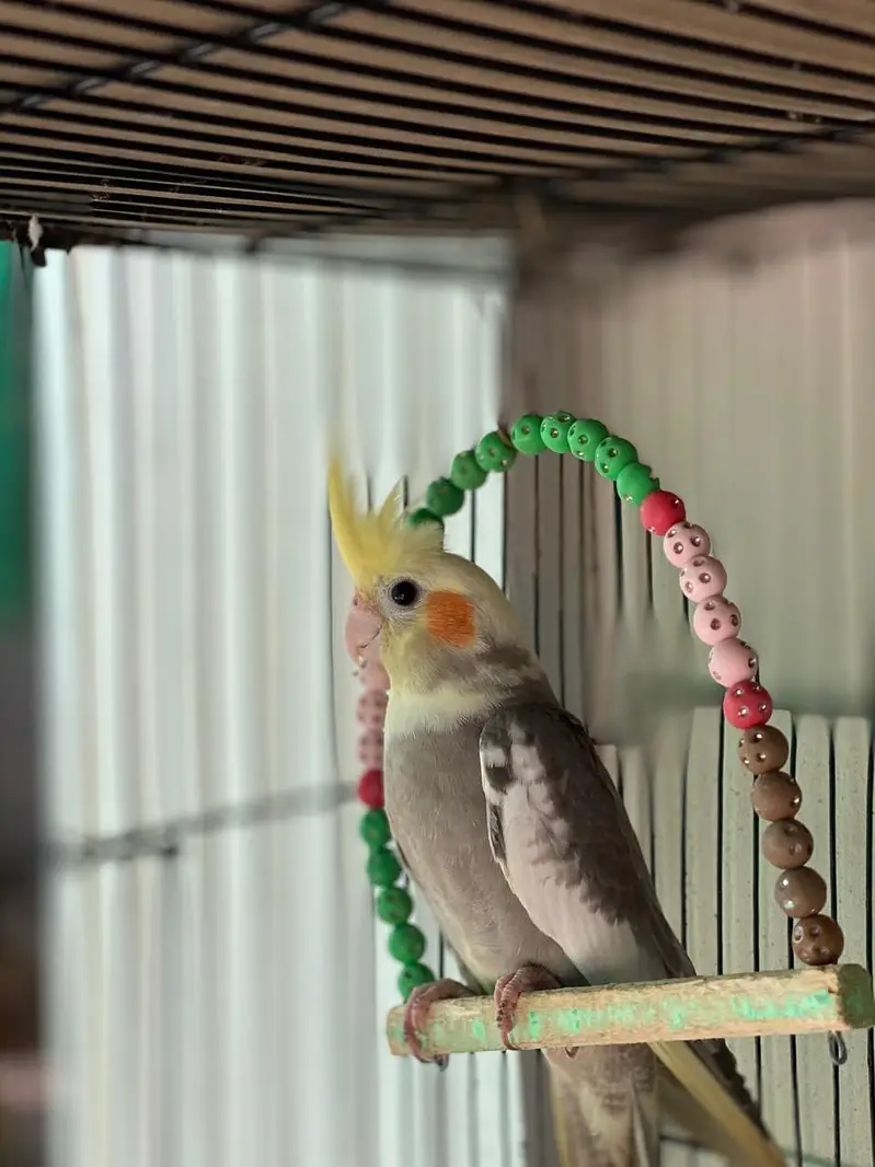Beautiful cockatiel bird for reasonable price — photo 9
