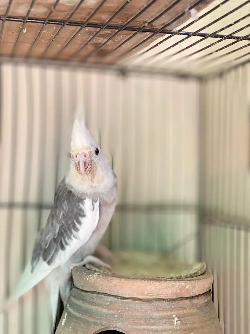 Beautiful cockatiel bird for reasonable price — photo 10