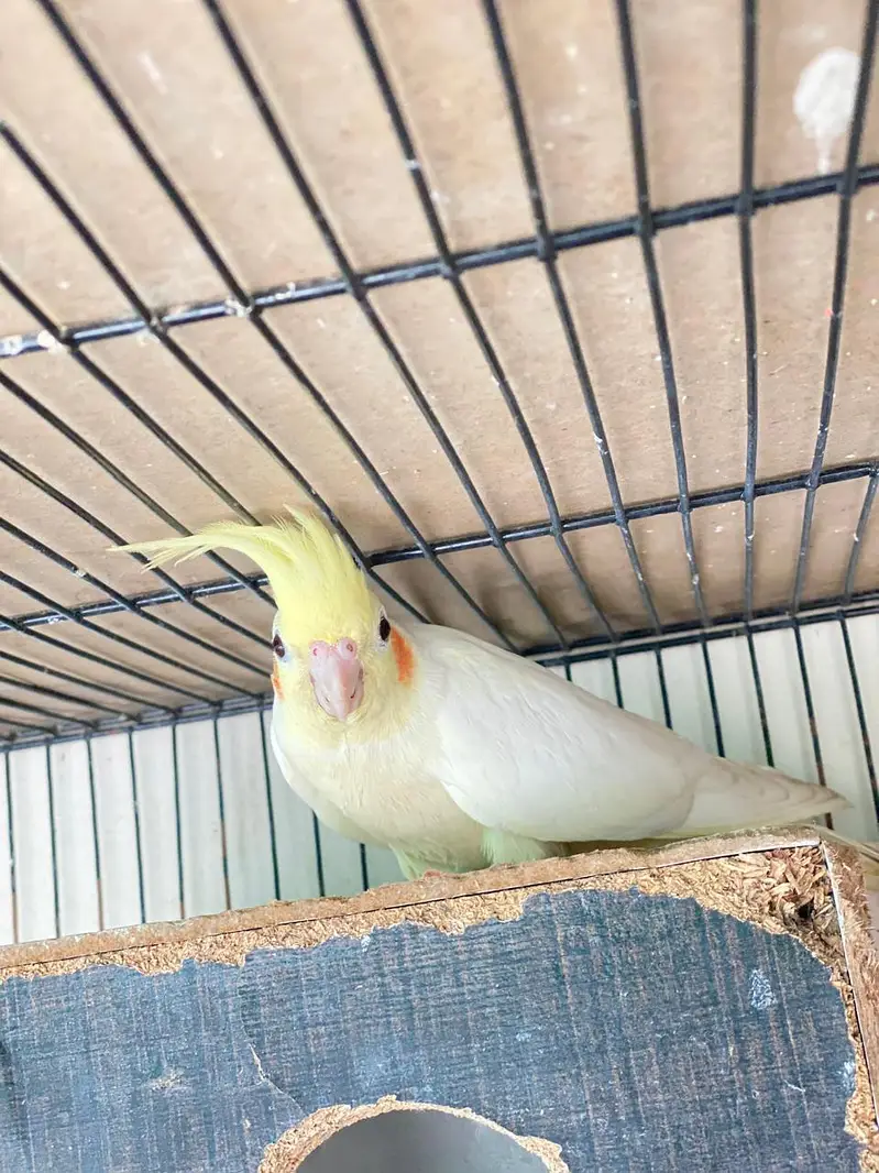 Beautiful cockatiel bird for reasonable price — photo 11