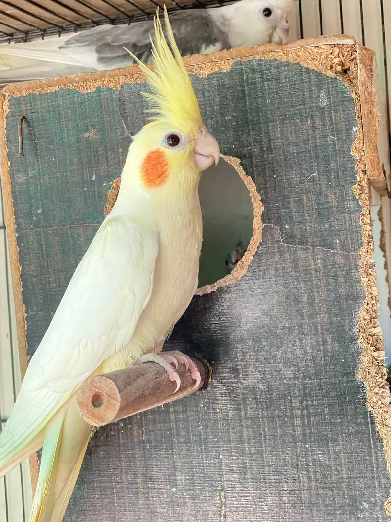 Beautiful cockatiel bird for reasonable price — photo 12