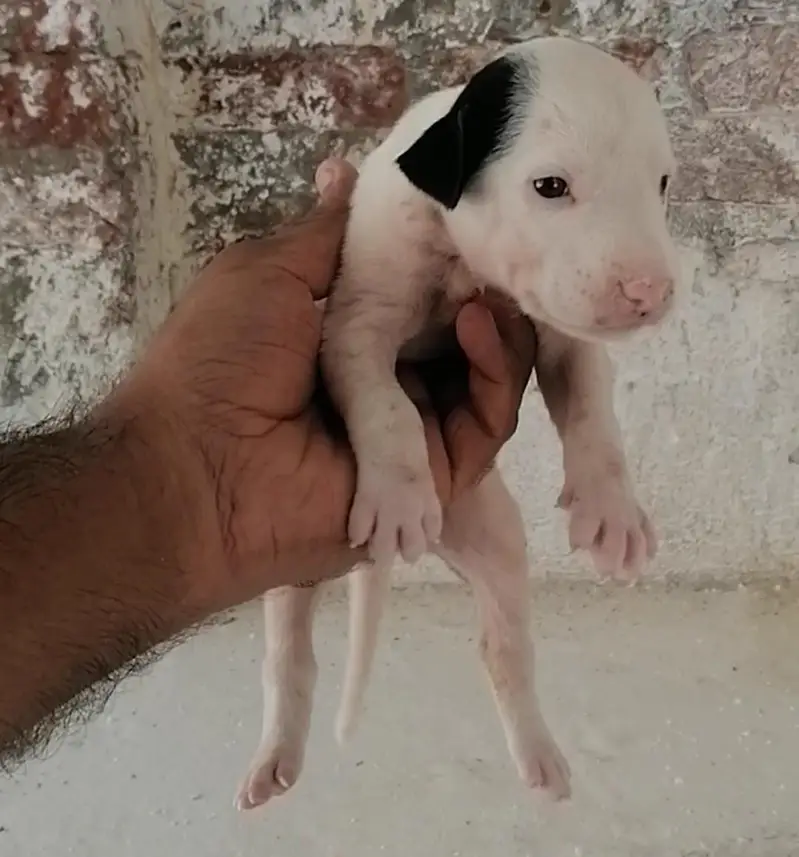 bully gultair female puppy