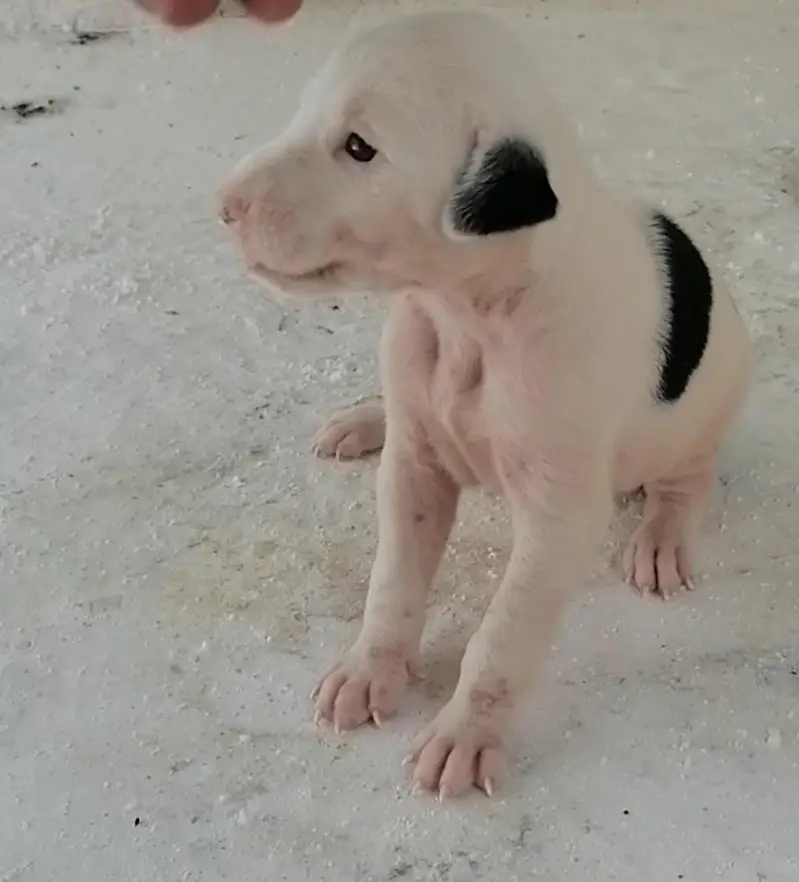 bully gultair female puppy — photo 2
