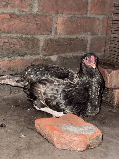 Pure Aseel Kurak Female