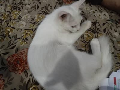 white Persian 3 coat