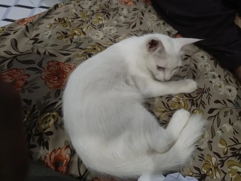 white Persian 3 coat — photo 2