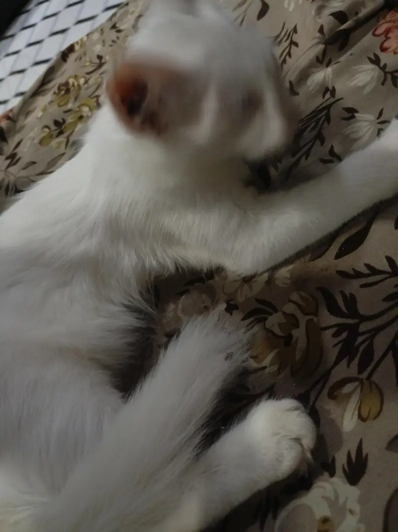 white Persian 3 coat — photo 3