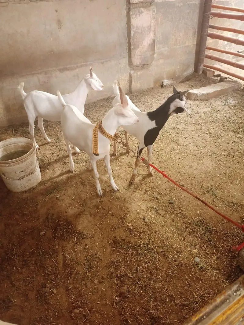 Hydrabadi tapra
