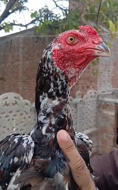 Pakistan ganoi cross  aseel pathy pathiyan