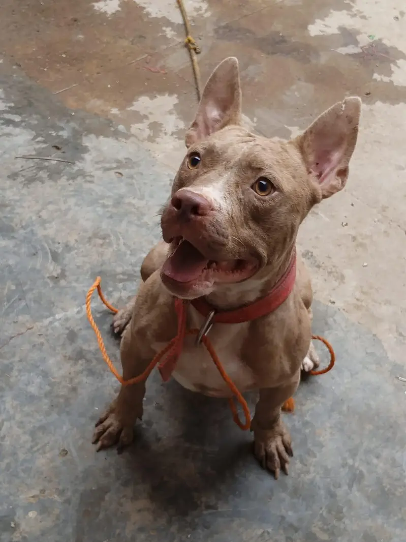 Red Merle American Bully (Exotic Size) — photo 4