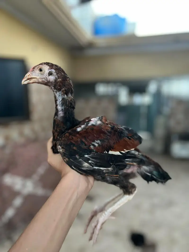 aseel chick per piece 8 hzr — photo 2