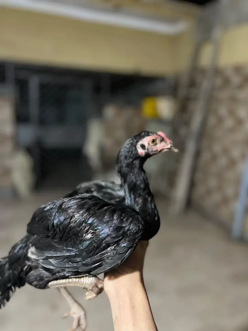 aseel chick per piece 8 hzr — photo 3