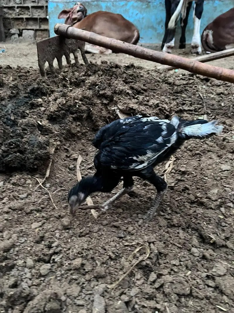 aseel chick per piece 8 hzr — photo 4