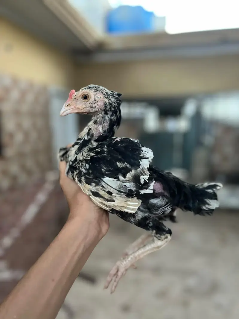 aseel chick per piece 8 hzr — photo 5