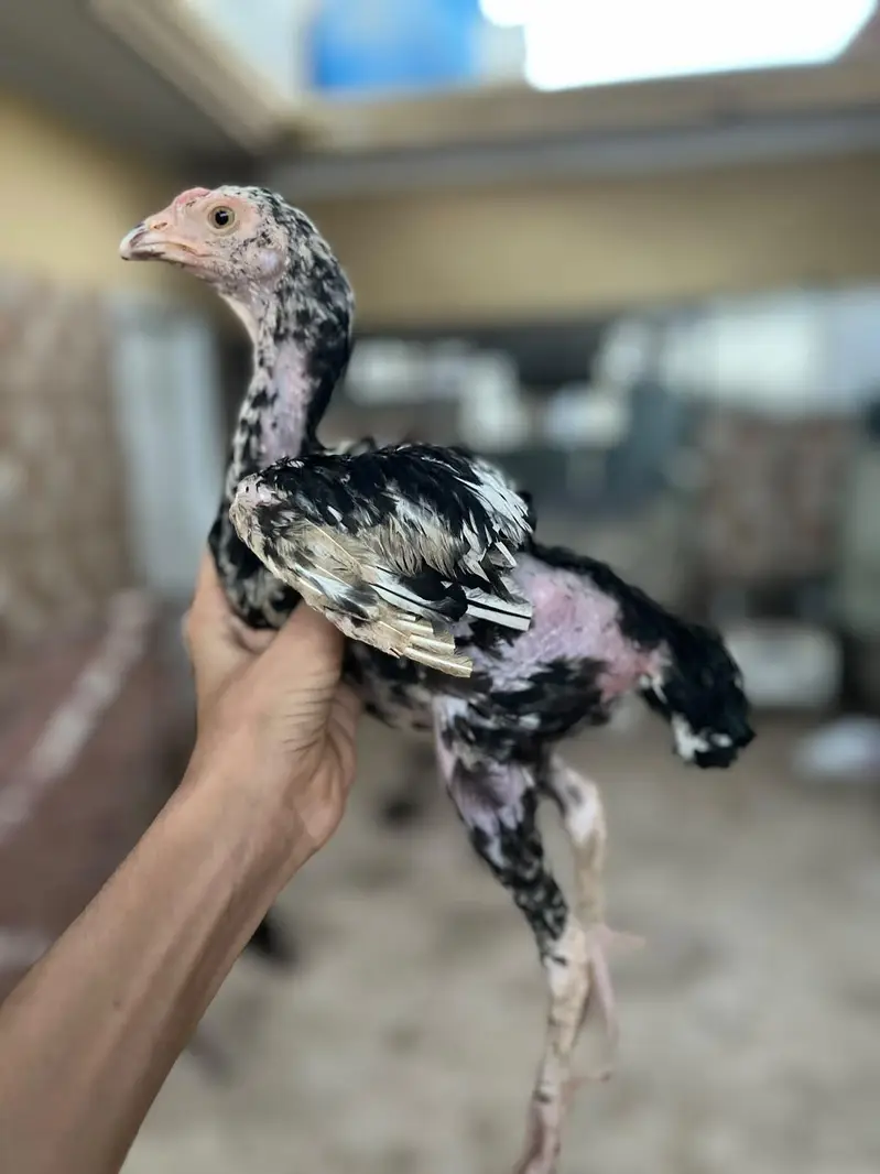 aseel chick per piece 8 hzr — photo 6
