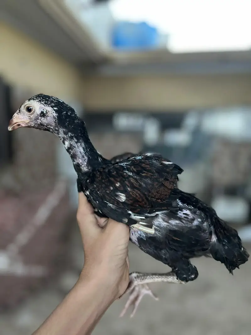 aseel chick per piece 8 hzr — photo 7