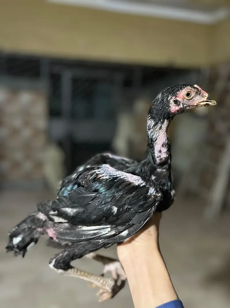 aseel chick per piece 8 hzr — photo 8
