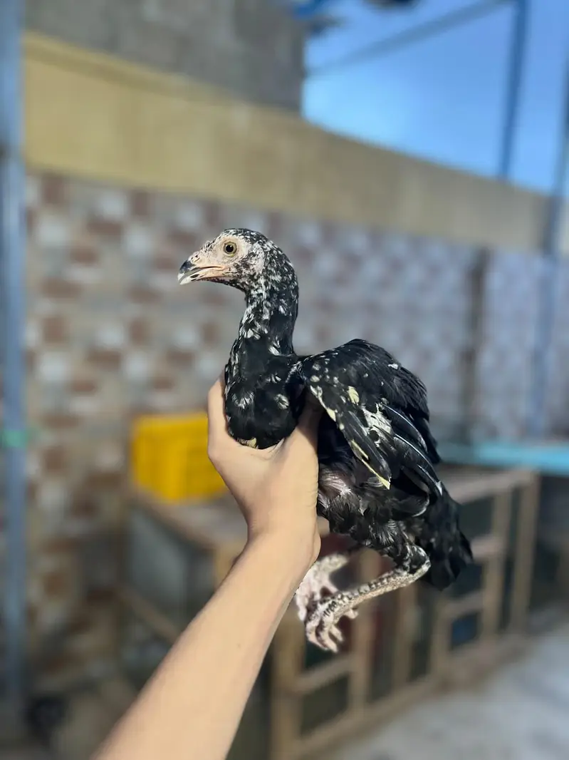 aseel chick per piece 8 hzr — photo 9