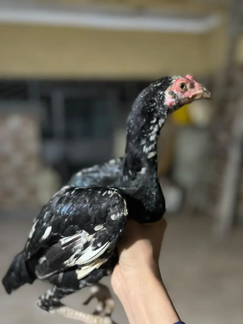 aseel chick per piece 8 hzr — photo 10