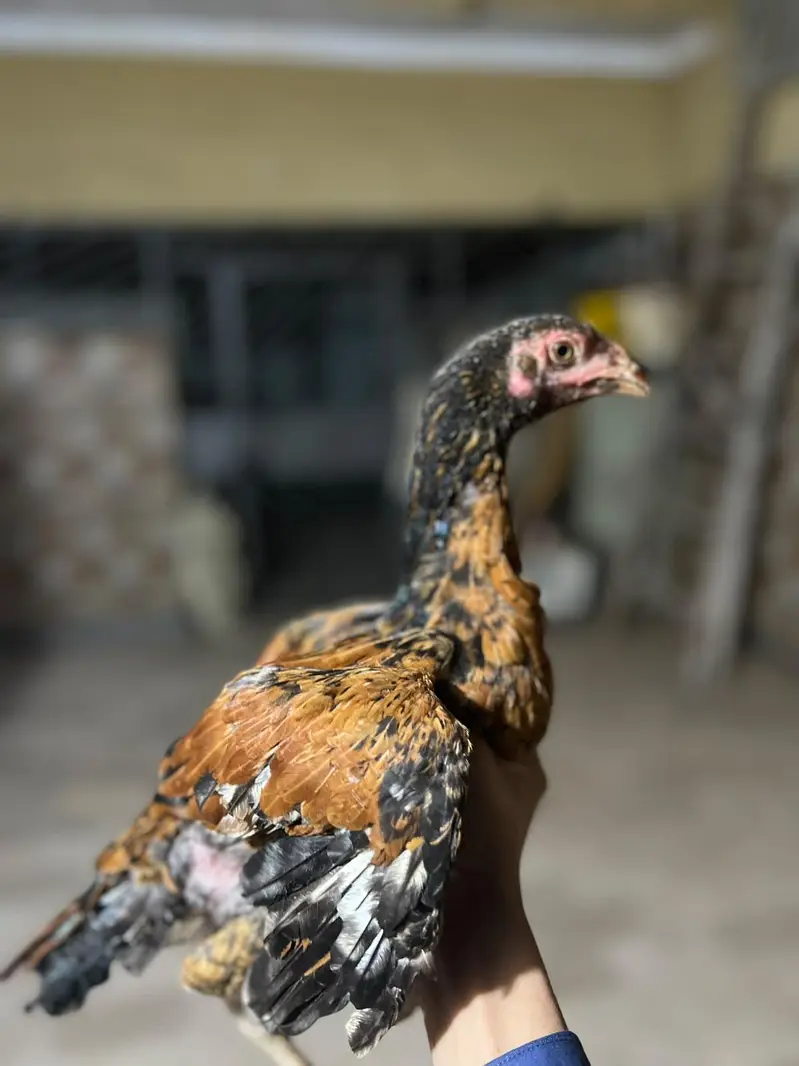 aseel chick per piece 8 hzr — photo 11