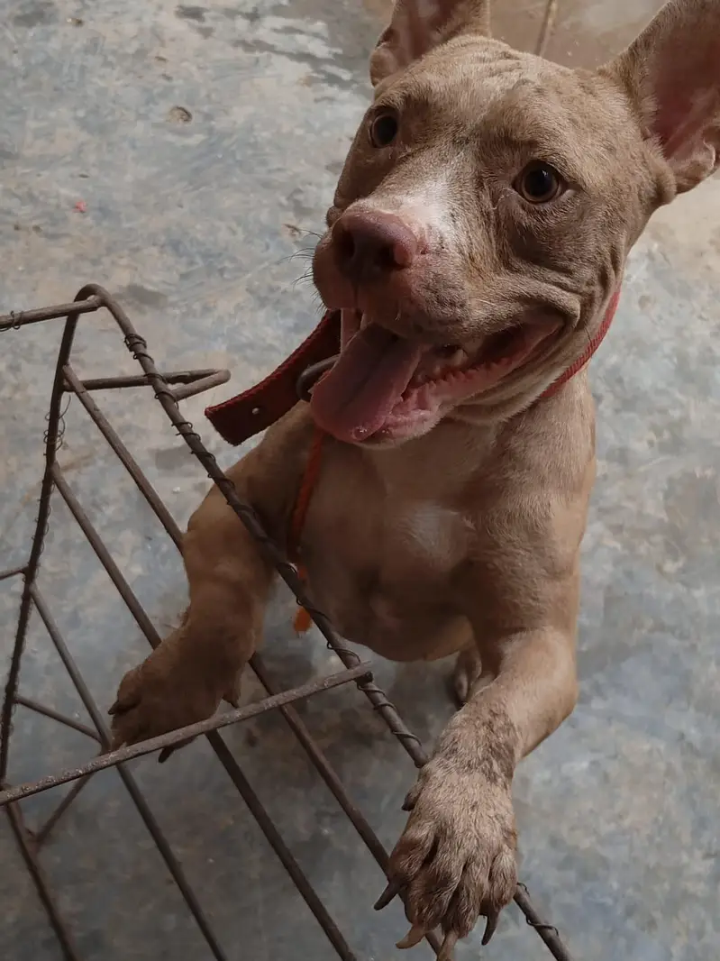 Red Merle American Bully (Exotic Size) — photo 3