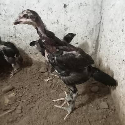 burmi chick's