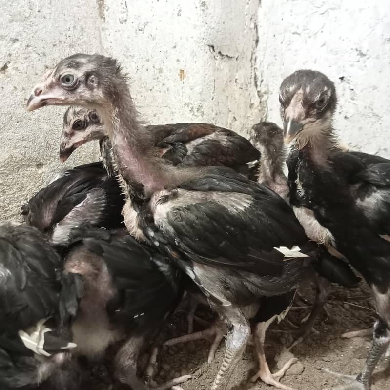 burmi chick's 1