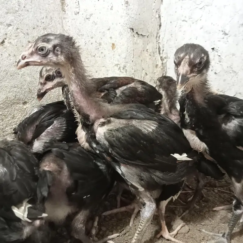 burmi chick's — photo 2