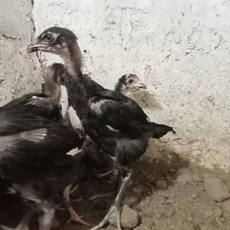 burmi chick's 2
