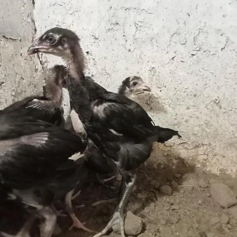 burmi chick's — photo 3