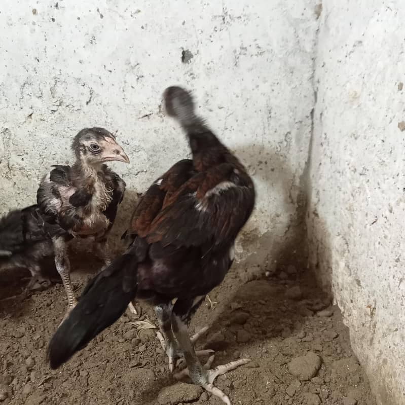 burmi chick's 3
