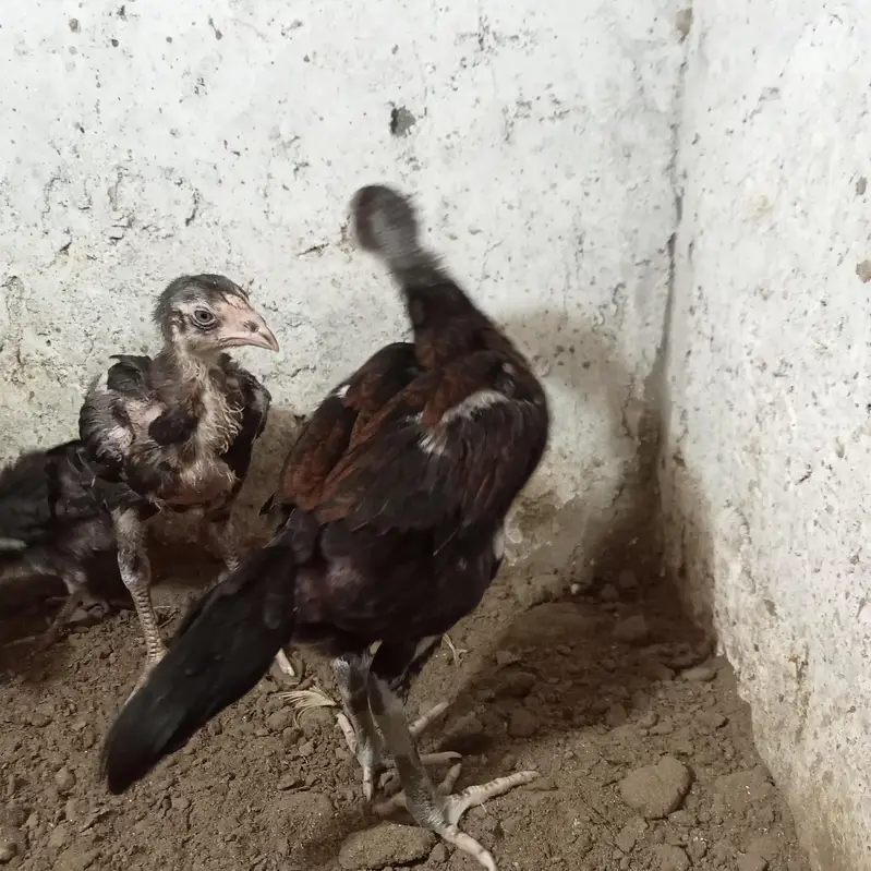 burmi chick's — photo 4