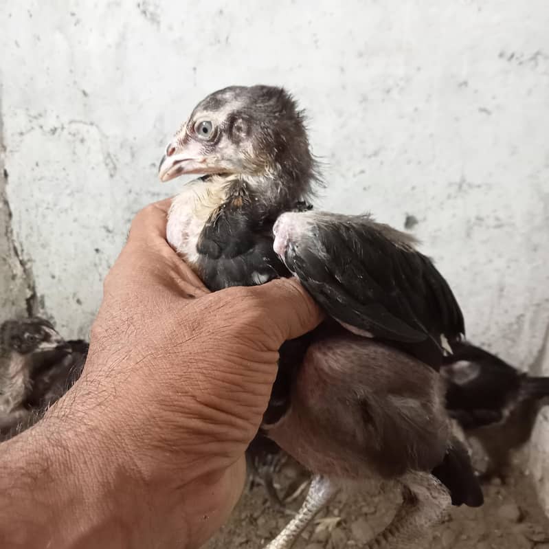burmi chick's 4