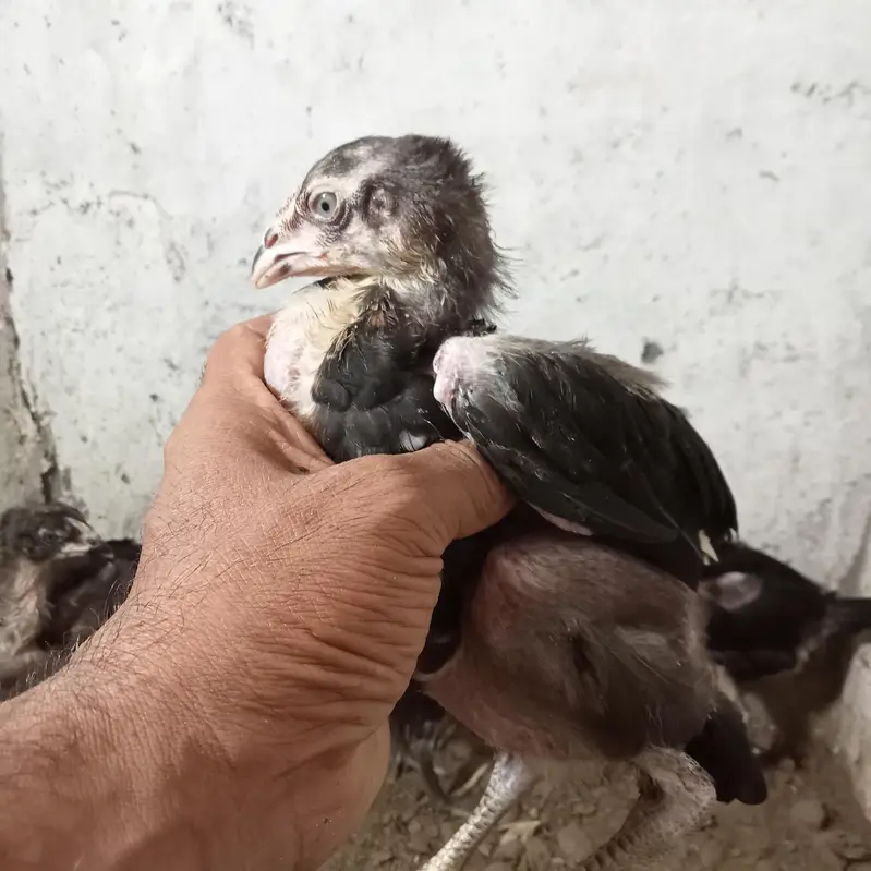 burmi chick's — photo 5
