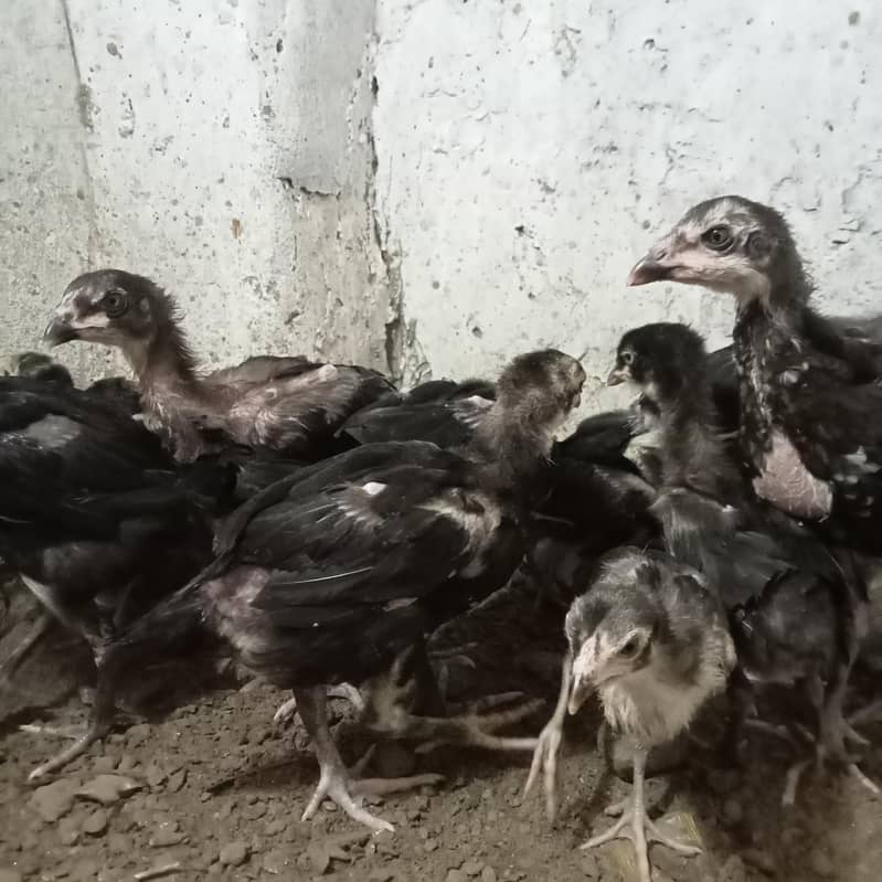 burmi chick's 5