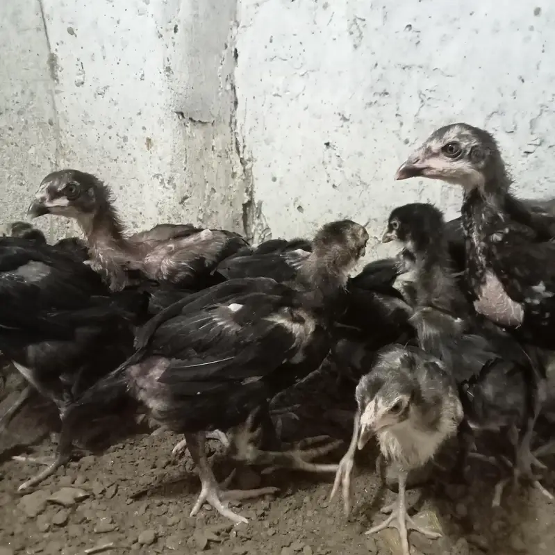 burmi chick's — photo 6
