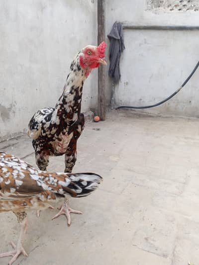 Mughal Aseel bird