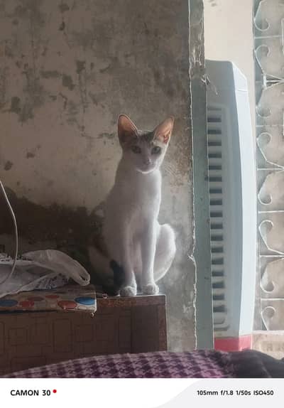 Healthy Female Domestic Shorthair Cat