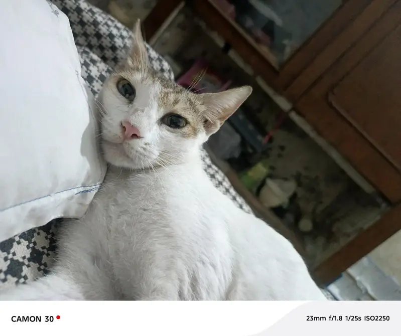 Healthy Female Domestic Shorthair Cat — photo 2