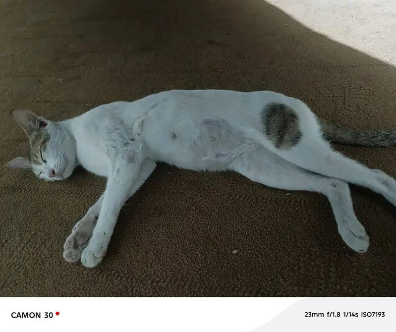 Healthy Female Domestic Shorthair Cat — photo 3