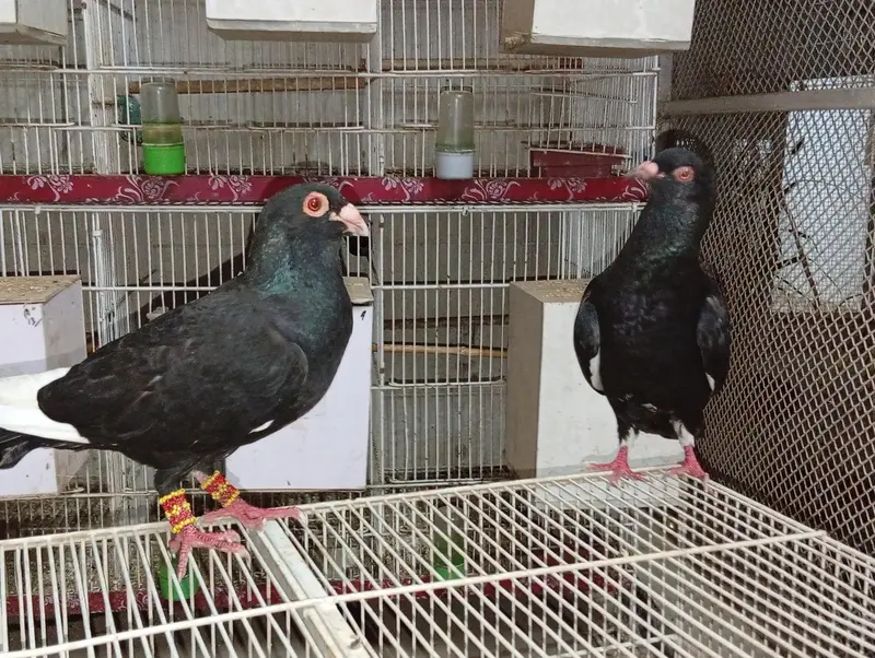 homers breeder pair