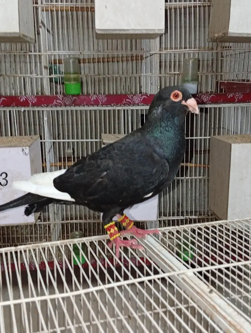 homers breeder pair — photo 2