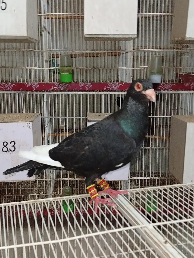 homers breeder pair — photo 3