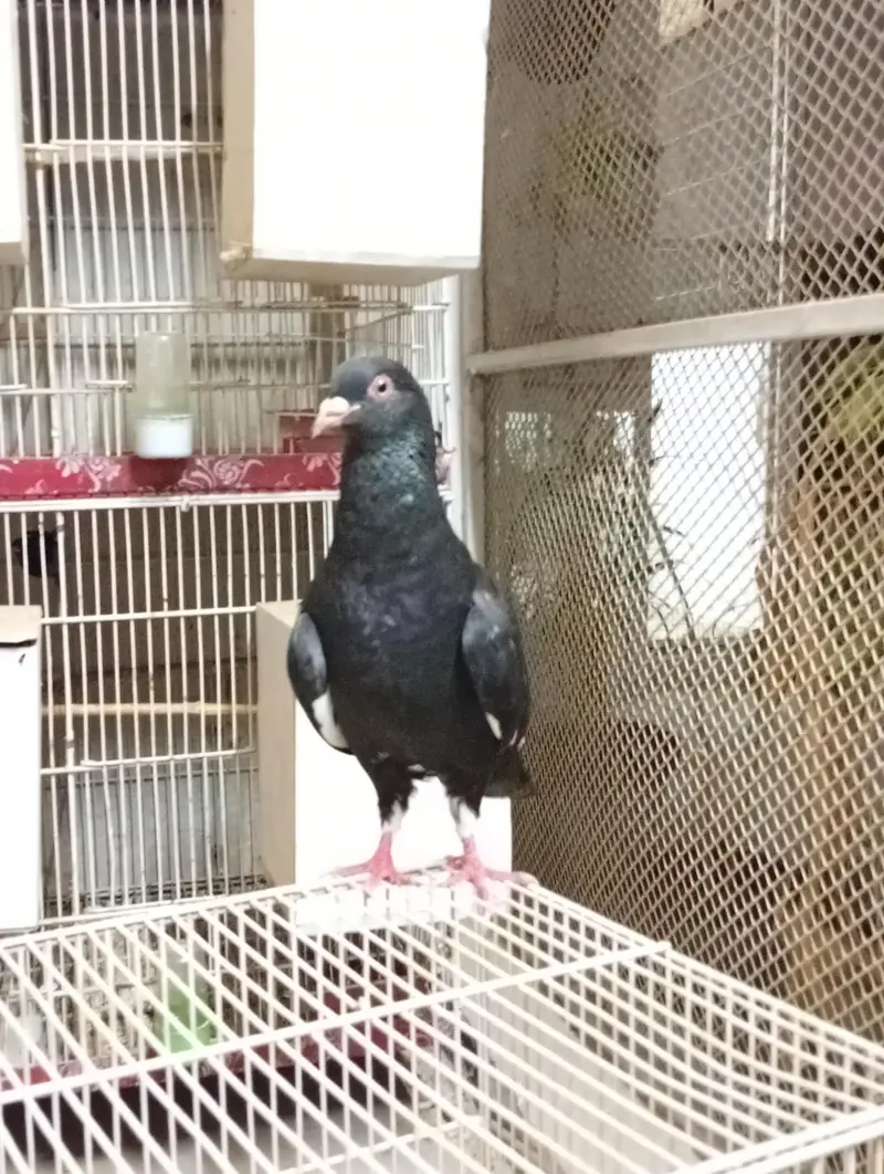 homers breeder pair — photo 4