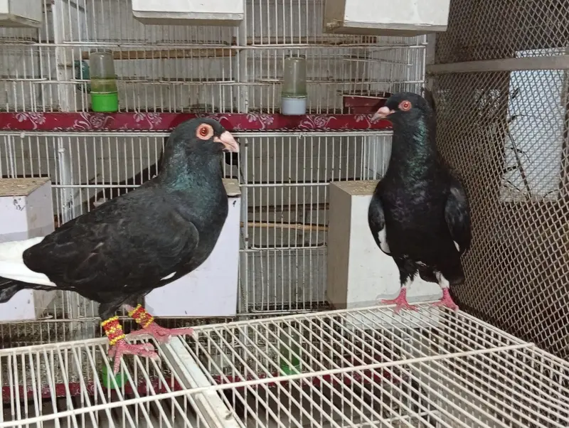 homers breeder pair — photo 5