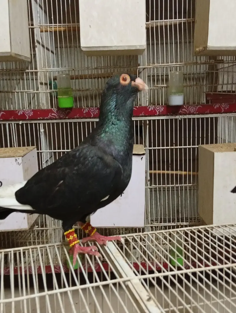 homers breeder pair — photo 6