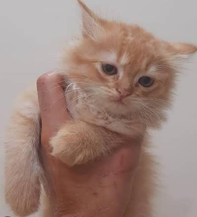 Persian cat
