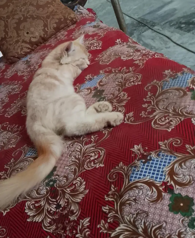 Persian cat — photo 2