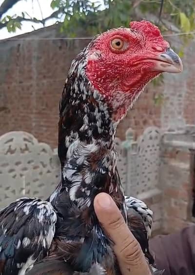 Pakistan ganoi cross  aseel pathy pathiyan